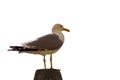 Sitting seagull isolated over white background Royalty Free Stock Photo