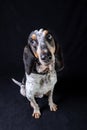 Sitting Segugio Ariegeois dog with tilted head on black background.