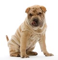 Sitting Shar Pei Royalty Free Stock Photo