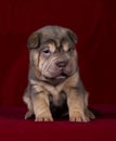 Sitting sharpei girl2 Royalty Free Stock Photo