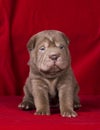 Sitting sharpei girl3 Royalty Free Stock Photo