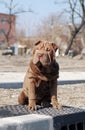 Sitting sharpei puppy Royalty Free Stock Photo