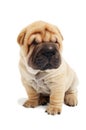 Sitting sharpei puppy dog