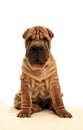 Sitting sharpei puppy dog Royalty Free Stock Photo