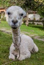 Sitting shaved lama in Pe Royalty Free Stock Photo