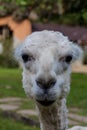 Sitting shaved lama in Pe Royalty Free Stock Photo