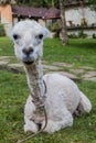 Sitting shaved lama in Pe Royalty Free Stock Photo