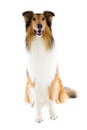 Sitting Shetland Islands Collie