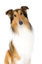 Sitting Shetland Islands Collie