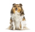 Sitting Shetland Sheepdog, isolated