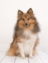 Sitting Shetland Sheepdog Or Sheltie Seen From The Front Facing