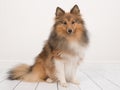 Sitting shetland sheepdog or sheltie seen from the side facing t