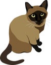 Sitting Siamese Cat