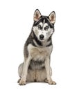 Sitting Siberian Husky, isolated Royalty Free Stock Photo