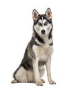 Sitting Siberian Husky, isolated Royalty Free Stock Photo