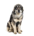 Sitting Sila Shepherd looking at the camera, isolated on white