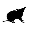 Sitting Silhouette Bandicoot Quenda At Western Australia