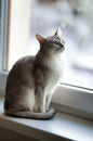 Sitting silver burmilla cat Royalty Free Stock Photo