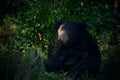 Sitting sloth bear Melursus ursinus in the last rays of the day. Dangerous black animal in Sri Lanka and India. Animal in