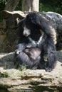 Sitting sloth bear