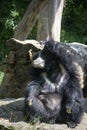 Sitting sloth bear