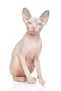 Sitting Sphynx Cat on White Background Royalty Free Stock Photo