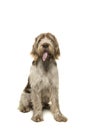 Sitting Spinone Italiano dog seen from the front looking at the camera with its tongue sticking out on a white background