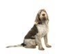 Sitting Spinone Italiano dog seen from the side looking at the camera Royalty Free Stock Photo