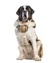 Sitting St. Bernard dog with a barrel (14 months old), isolated