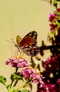 A monarch butterfly sits on a flower while eating its nectar. Royalty Free Stock Photo