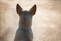 sitting stray dog and looking on road against sunlight