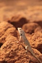 Oriental Garden Lizard in wild