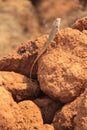 Oriental Garden Lizard in wild