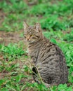 Sitting tabby cat in the grass outdoors looks away with an attentive look Royalty Free Stock Photo