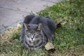 Sitting tabby cat on the grass under tree Royalty Free Stock Photo