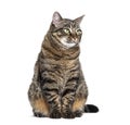 Sitting Tabby crossbreed cat looking away, isolated on white