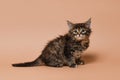 Sitting tabby kitten on beige background. Isolated