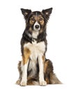 Sitting Tri collored Border Collie looking at the camera, two years old Royalty Free Stock Photo