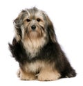 Sitting tricolor havanese