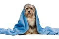 Sitting tricolor Havanese with blue blanket