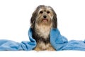 Sitting tricolor Havanese with blue blanket Royalty Free Stock Photo