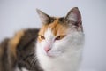 Sitting Tricolored Lucky Cat on Gray Background Looking Left Royalty Free Stock Photo