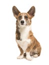 Sitting welsh corgi dog