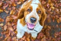 Sitting welsh springer spaniel on sunny day