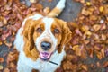 Sitting welsh springer spaniel on sunny day