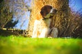 Sitting welsh springer spaniel on sunny day