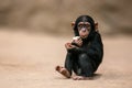 Sitting west african chimpanzee baby relaxes Royalty Free Stock Photo