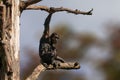 Sitting west african chimpanzee relaxes