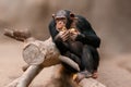 Sitting west african chimpanzee relaxes Royalty Free Stock Photo