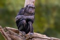 Sitting west african chimpanzee relaxes